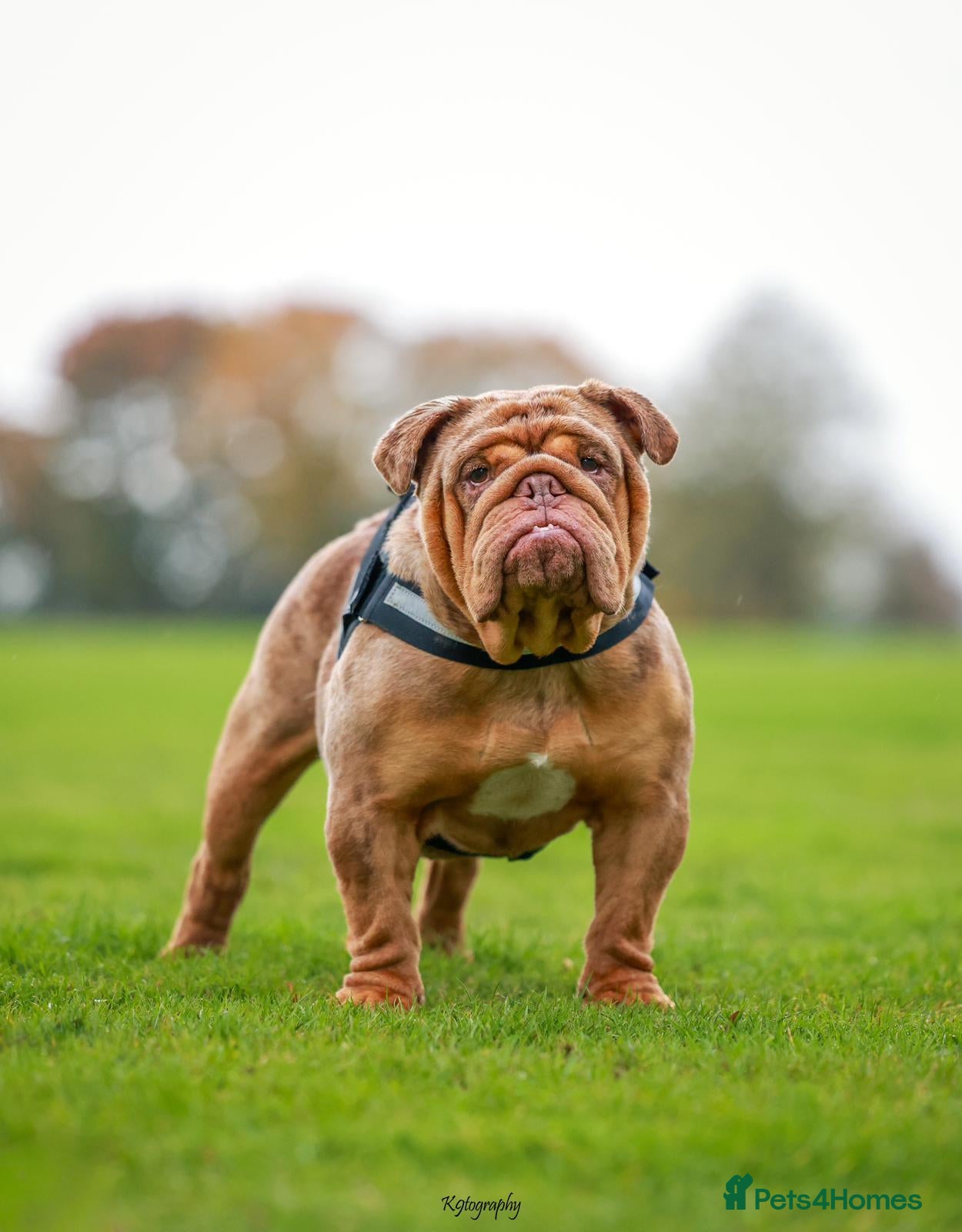 English Bulldog dogs Chocolate Merle stud English bulldog - Advert 1