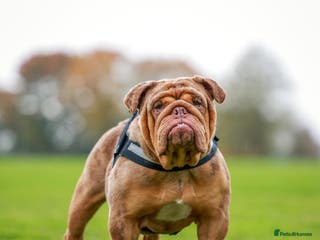 English Bulldog dogs Chocolate Merle stud English bulldog - Advert 7