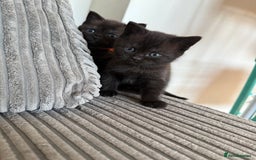 British Shorthair cats for sale: British shorthair kittens  - Image 10