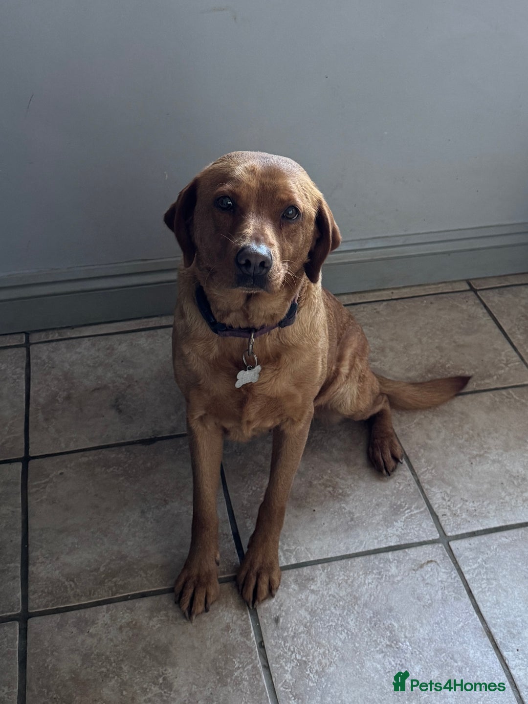 Labrador Retriever dogs for sale: Adult Fox Red Labrador Bitch Very Loving - Advert 1