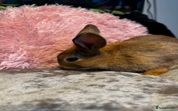 Mixed Breed rabbits for sale: Netherland dwarf and lionhead mixed bunnies - Image 30