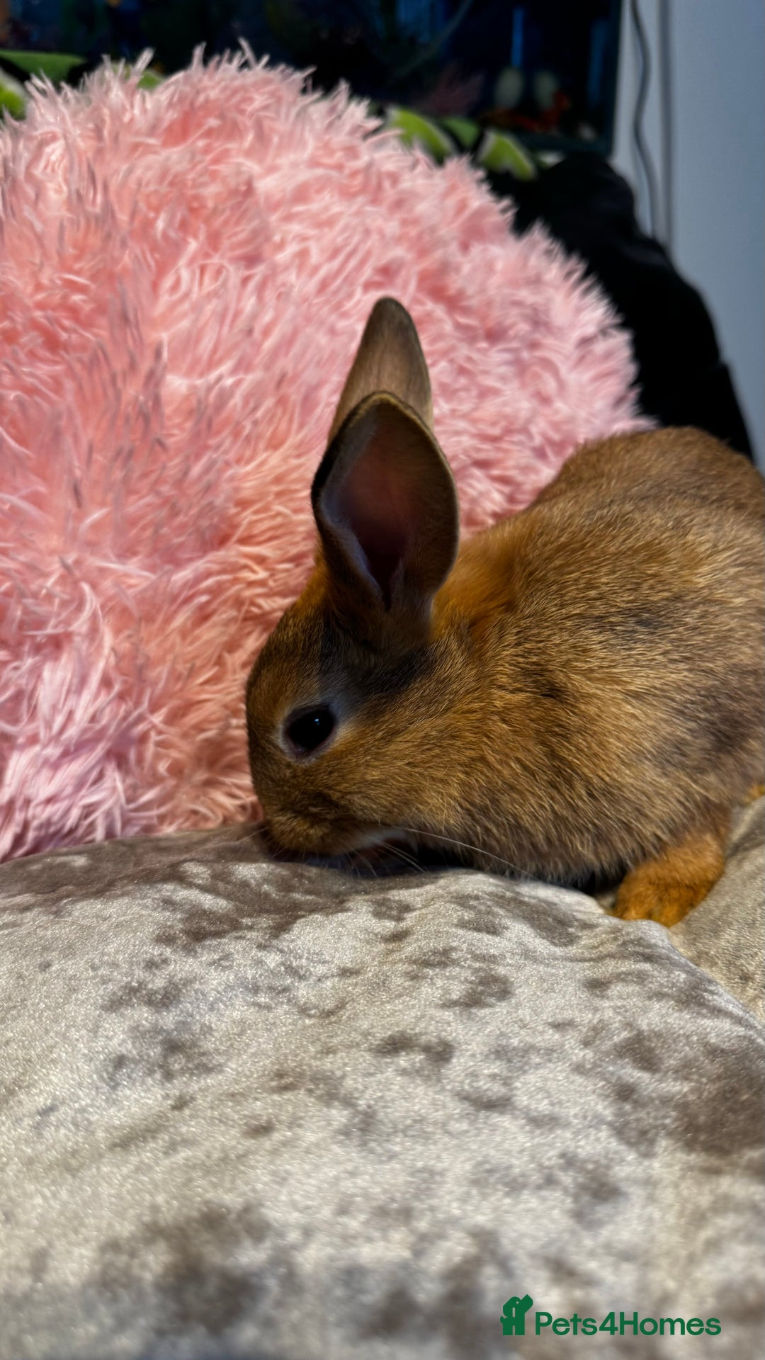 Mixed Breed rabbits for sale: Netherland dwarf and lionhead mixed bunnies - Image 30
