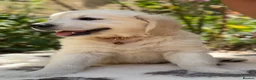 Golden Retriever dogs for sale: Stunning Goldens-Parents are School Wellbeing dogs - Advert 10