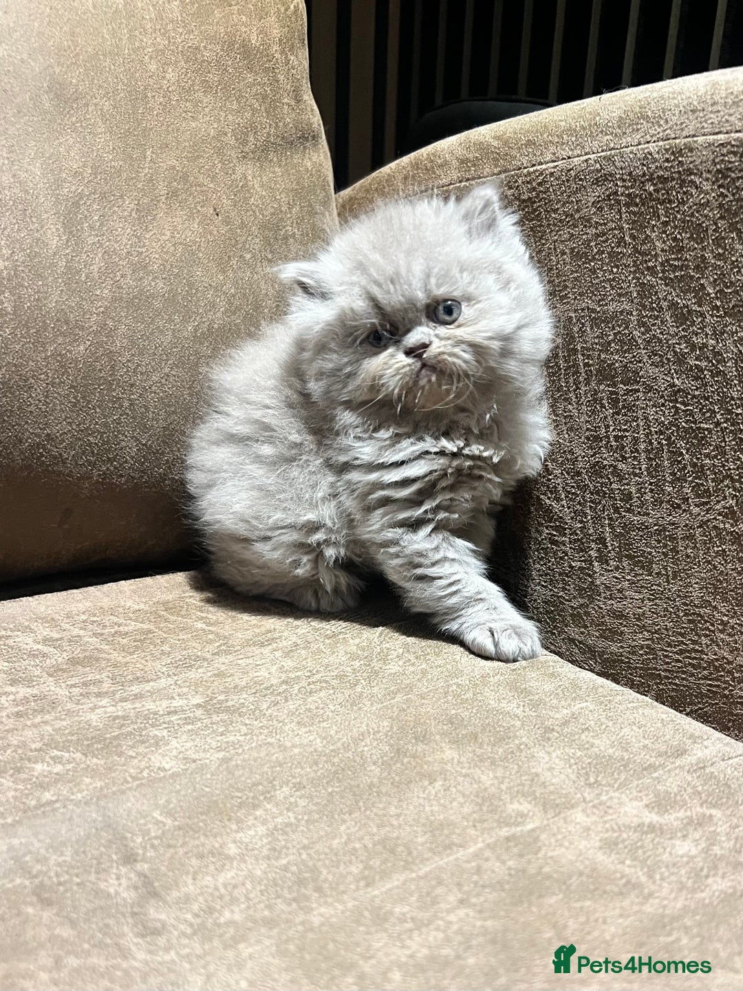 Persian cats for sale: Stunning blue and rare lilac Persian kittens  - Advert 16