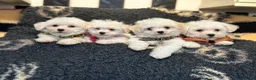Bichon Frise dogs for sale: Stunning kc registered bichon frise pups  - Advert 14