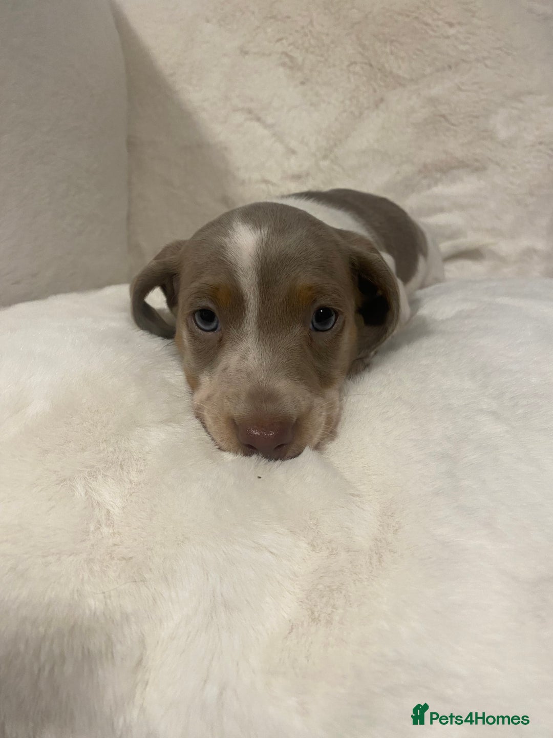 Miniature Dachshund dogs for sale: PRA Clear KC Registered Mini Dachshunds - Advert 5