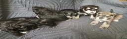 Miniature Schnauzer dogs for sale: Miniature Schnauzer KC reg pups - Advert 14