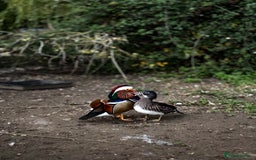 Mixed Breed birds for sale: Mandarin ducks - Image 4