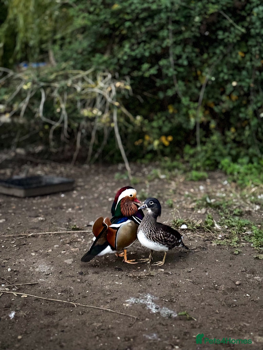 Mixed Breed birds for sale: Mandarin ducks - Image 4