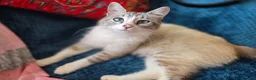 Mixed Breed cats for sale: Adorable Kittens Looking for Loving Homes  - Advert 7