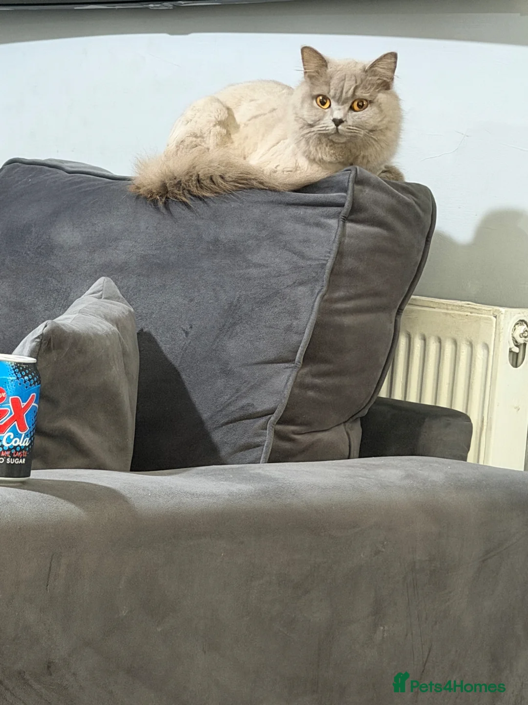 British Shorthair cats for sale: Rare black golden  - Advert 1