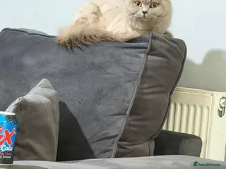 British Shorthair cats Rare black golden - Advert 4