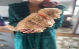 Maltipoo dogs for sale: 💫Tiny Red Boys Available Now💫 - Image 24