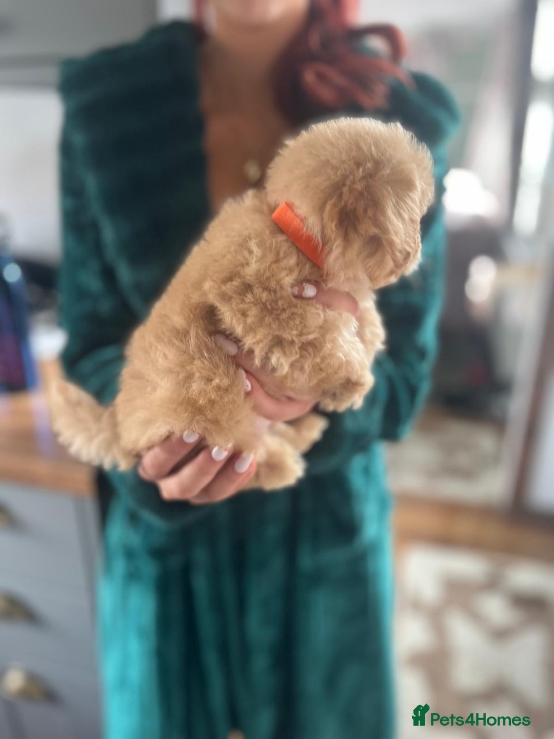 Maltipoo dogs for sale: 💫Tiny Red Boys Available Now💫 - Image 24