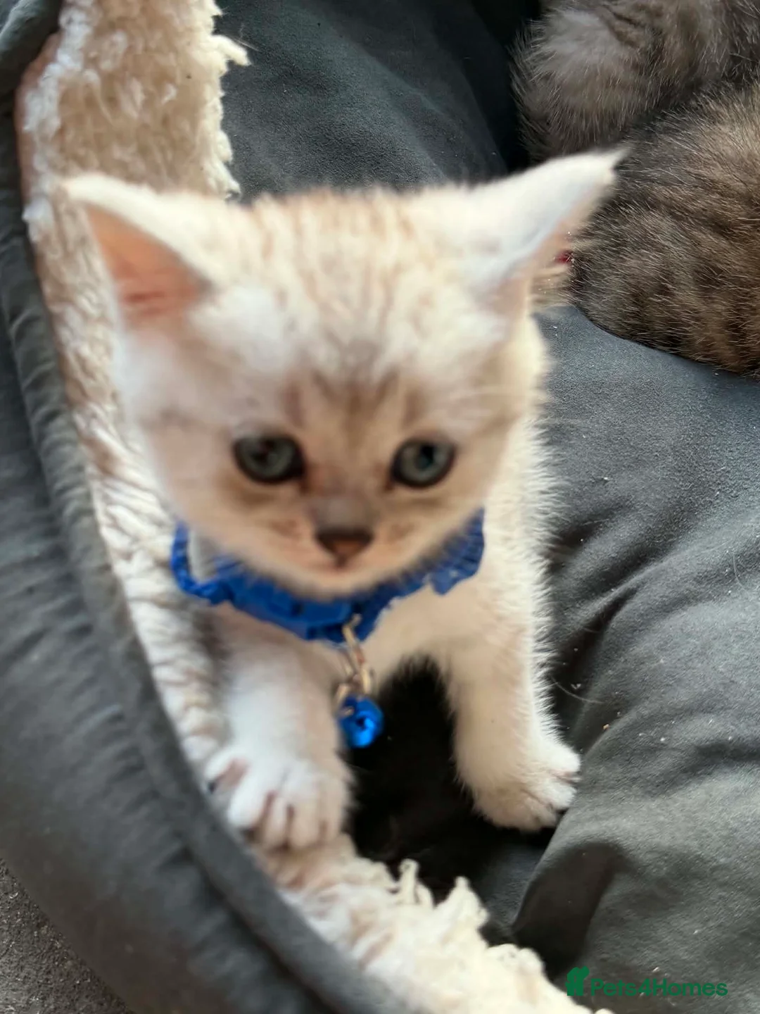British Shorthair cats for sale: BSH kittens - Advert 2