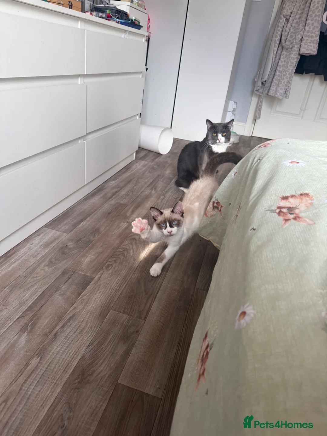 Siamese cats for sale: 8 month old cat - Advert 2