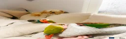 Parrots birds for sale: We can help! Any Parrots needing a new home!  - Advert 9