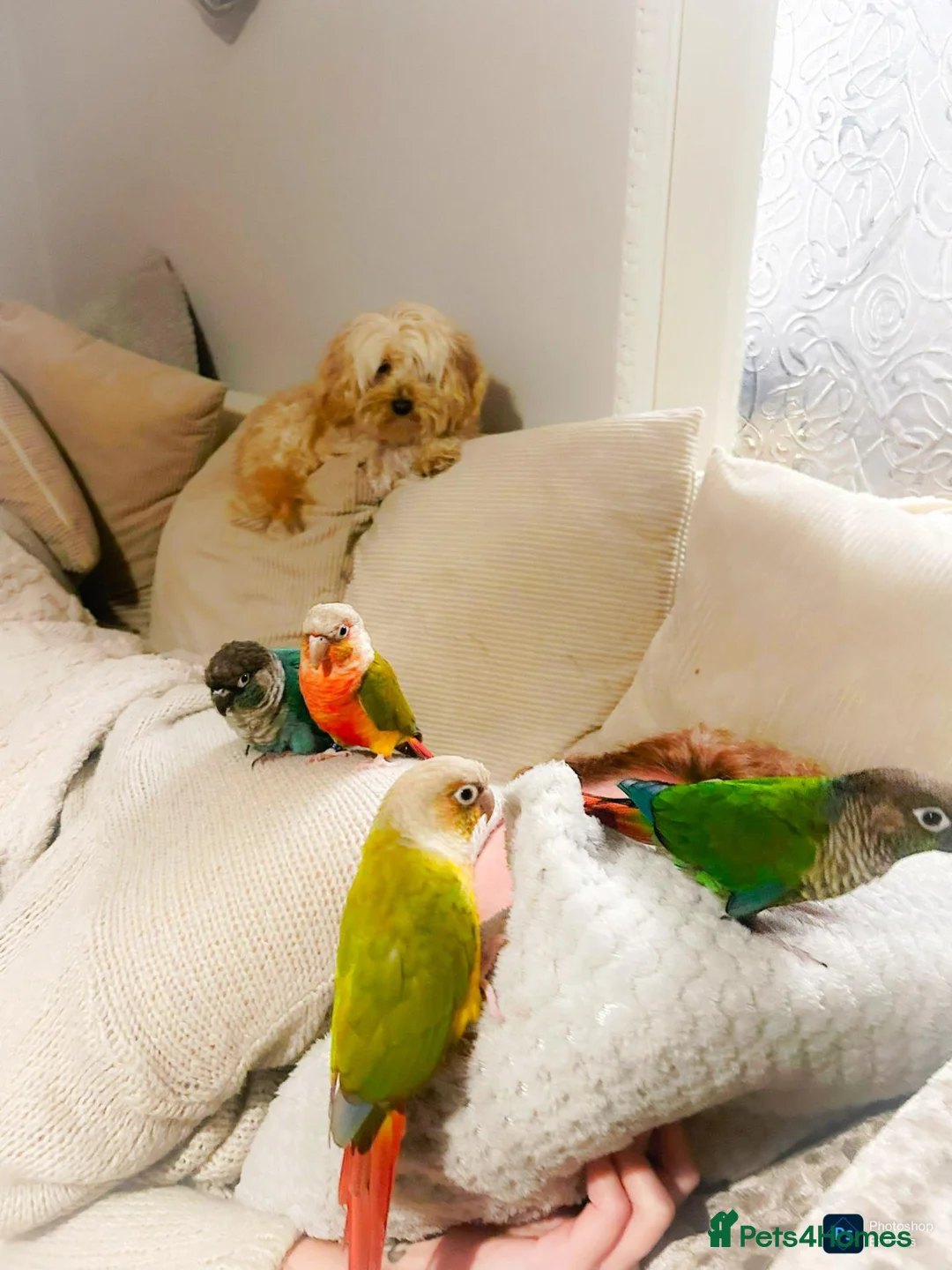 Parrots birds for sale: We can help! Any Parrots needing a new home!  - Advert 9