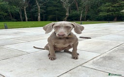 Weimaraner dogs for sale: Weimaraner 5 Months Old, Looking for a Loving Home - Image 1