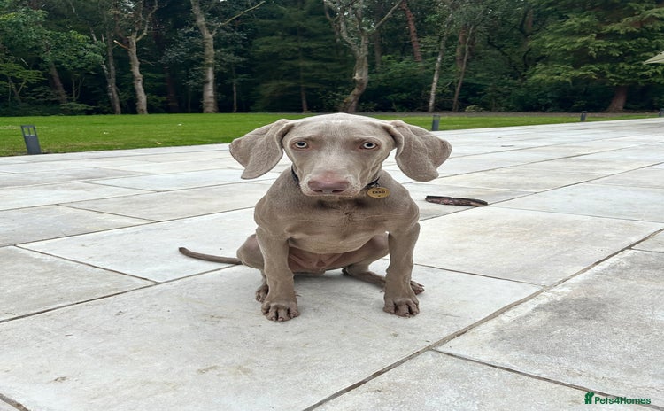 Weimaraner dogs - Advert 1