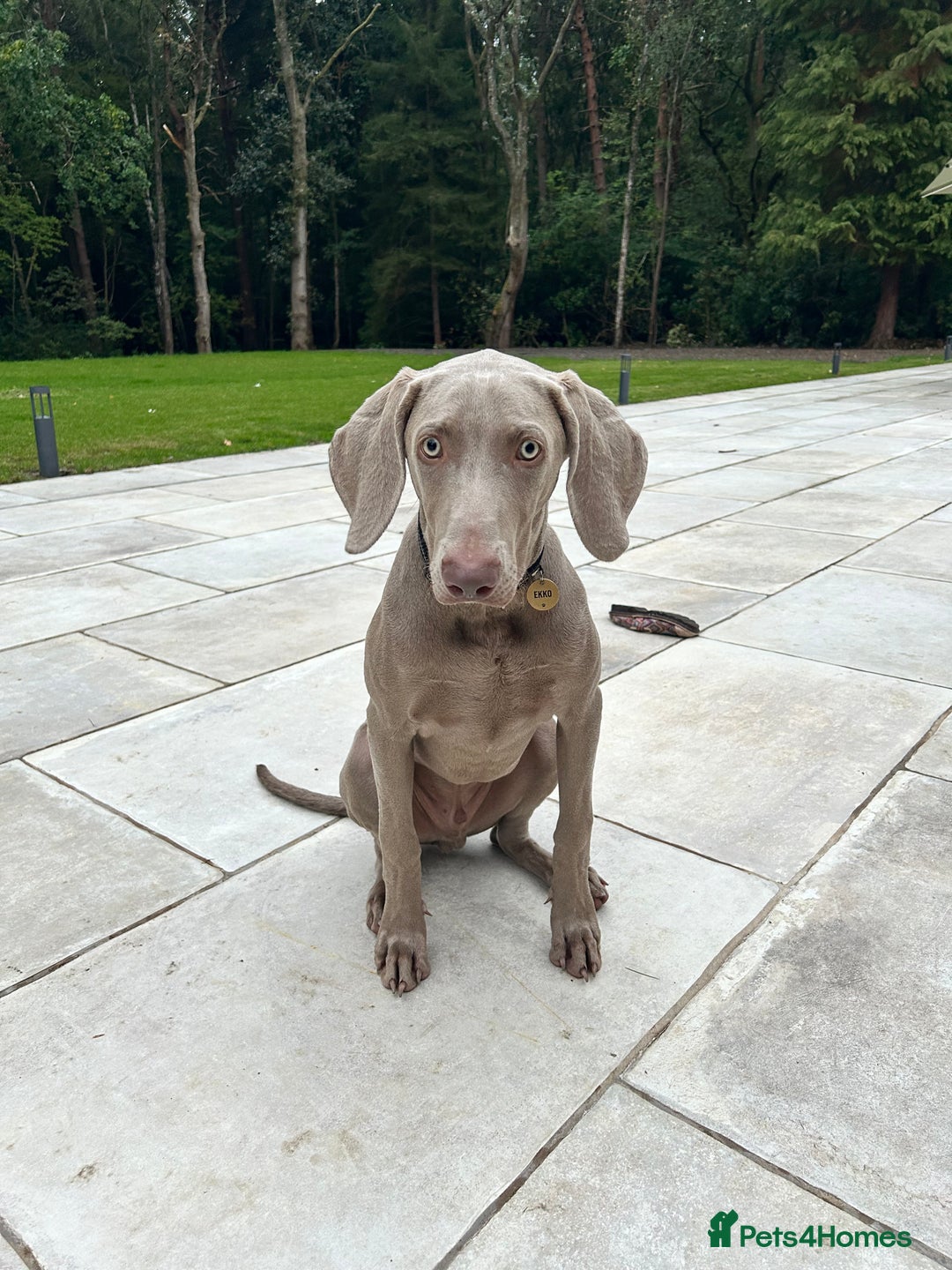 Weimaraner dogs for sale: Weimaraner 5 Months Old, Looking for a Loving Home - Image 1