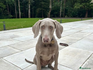 Weimaraner dogs - Advert 2