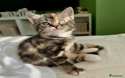 Turkish Angora cats for sale: Two Gorgeous Female Kittens  - Image 6