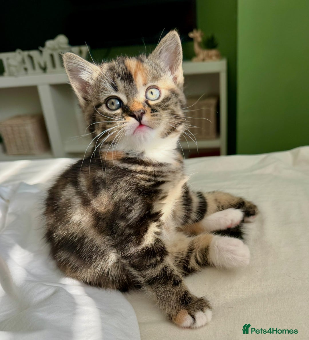 Turkish Angora cats for sale: Two Gorgeous Female Kittens  - Image 6