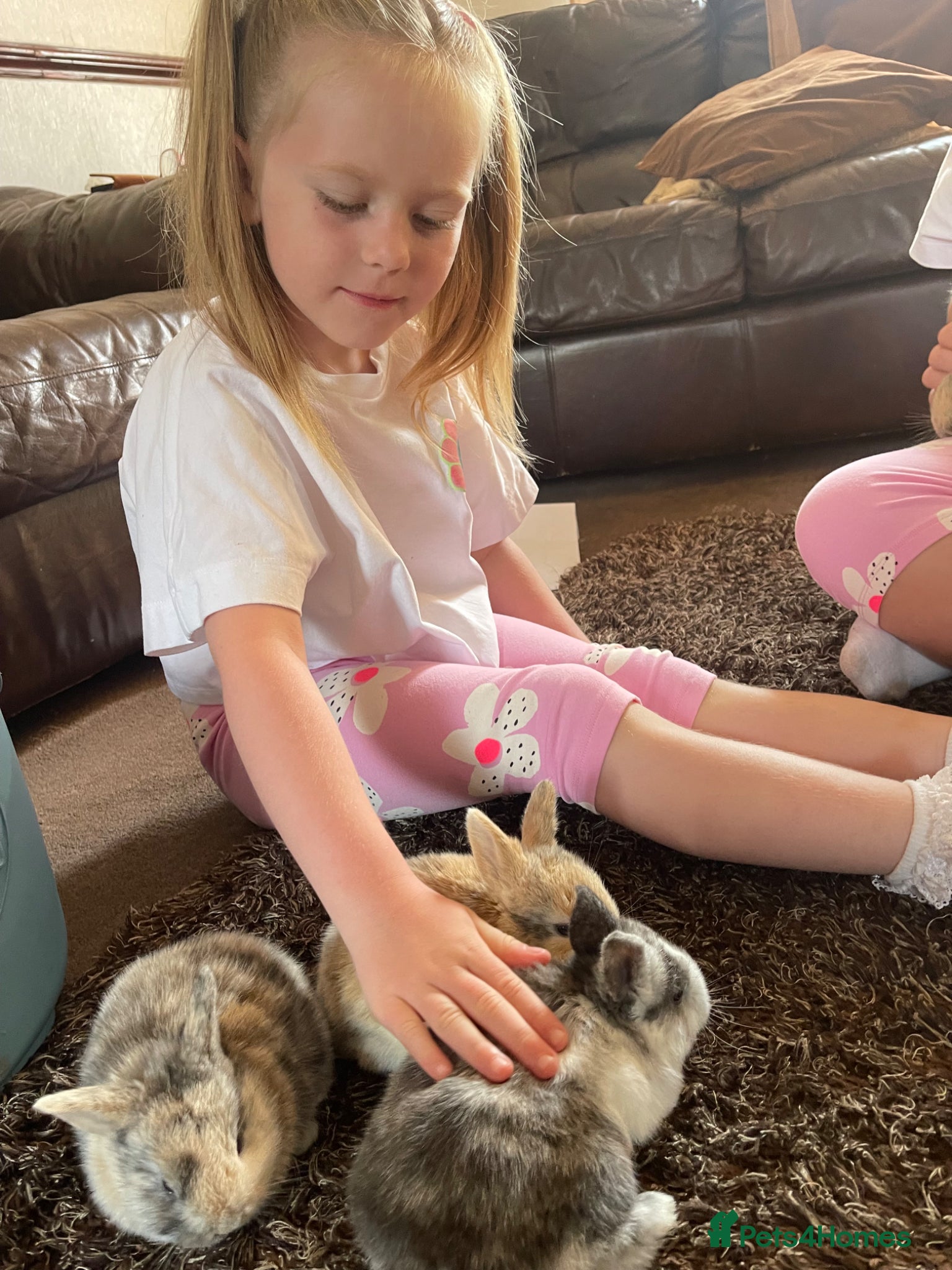 Lionhead rabbits for sale: Baby Lionhead x Lops Looking For New Home - Advert 19