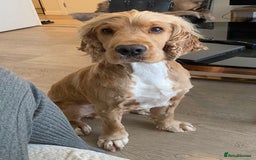 Cocker Spaniel dogs for sale: Male Cockerspaniel called Fela - Image 2