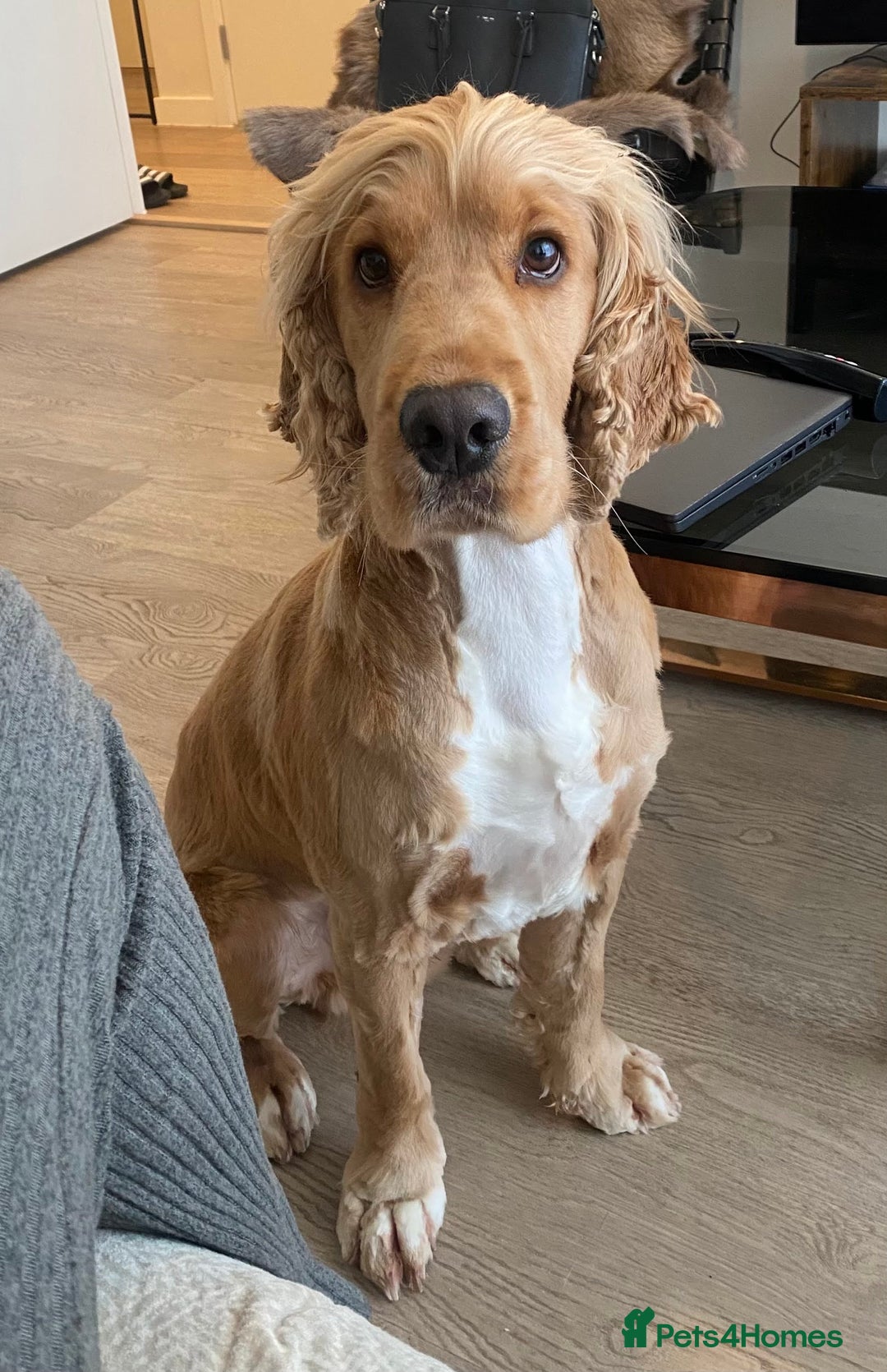 Cocker Spaniel dogs for sale: Male Cockerspaniel called Fela - Image 2