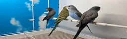 Budgerigars birds for sale: Young Black Face Black wing Budgies - Advert 1
