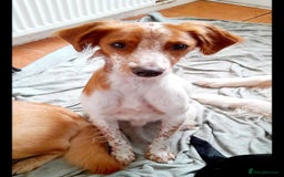 Brittany Spaniel dogs for adoption: Sweet Friendly Active Freckles in Norfolk - Image 3