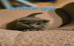 British Shorthair cats for sale: British shorthair kittens  - Image 9