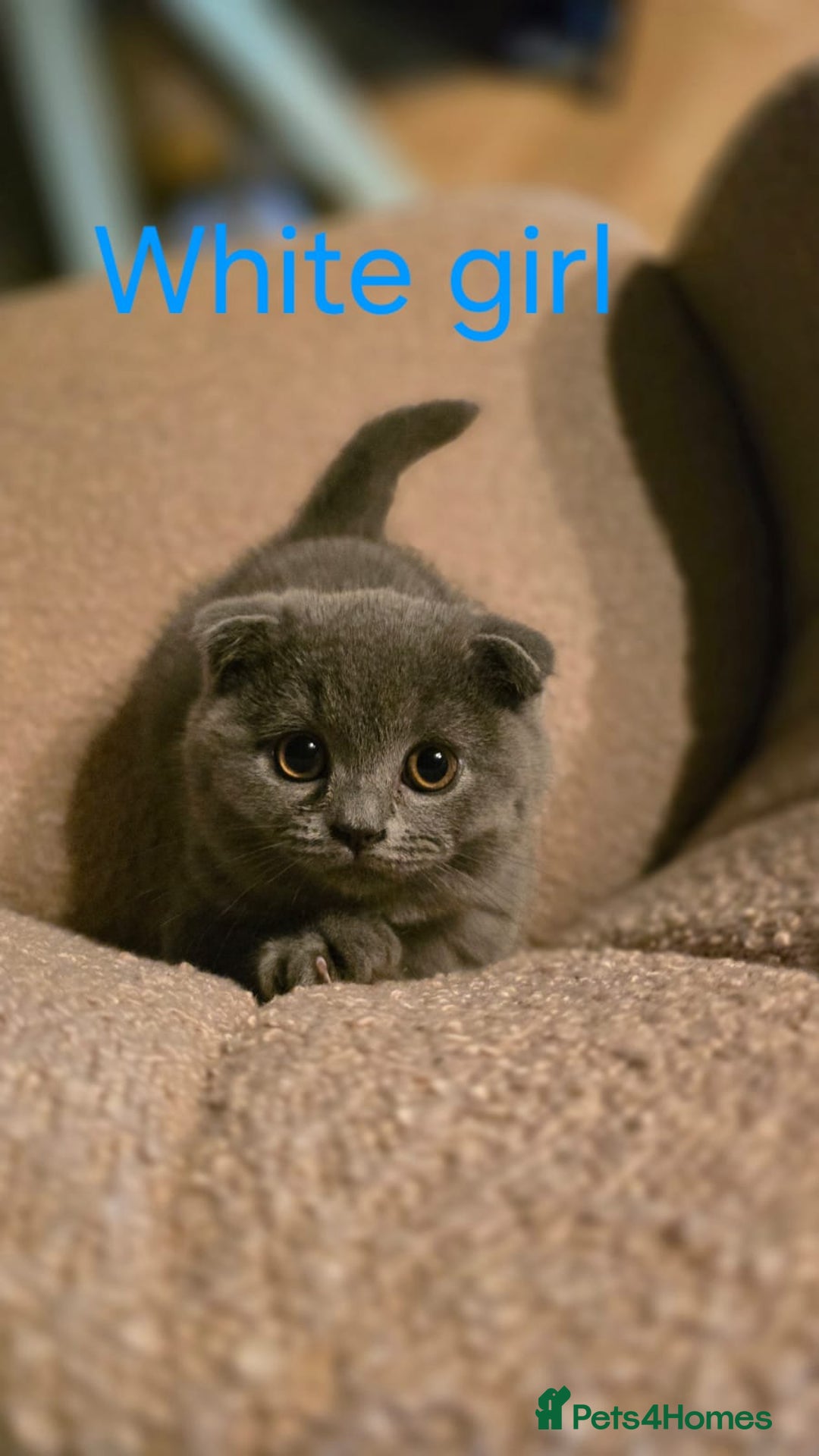 British Shorthair cats for sale: British shorthair kittens  - Image 9