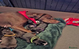 Mixed Breed dogs for sale: Lab/ staffys - Image 5