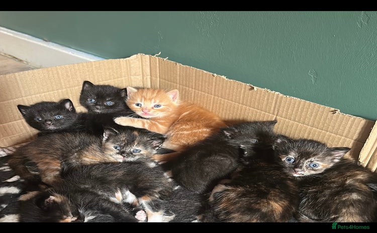 Domestic Shorthair cats - Advert 4