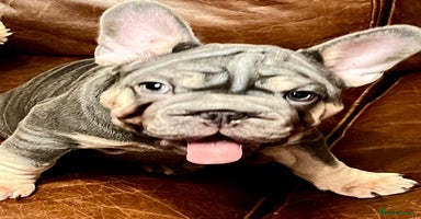French Bulldog dogs - Advert 4