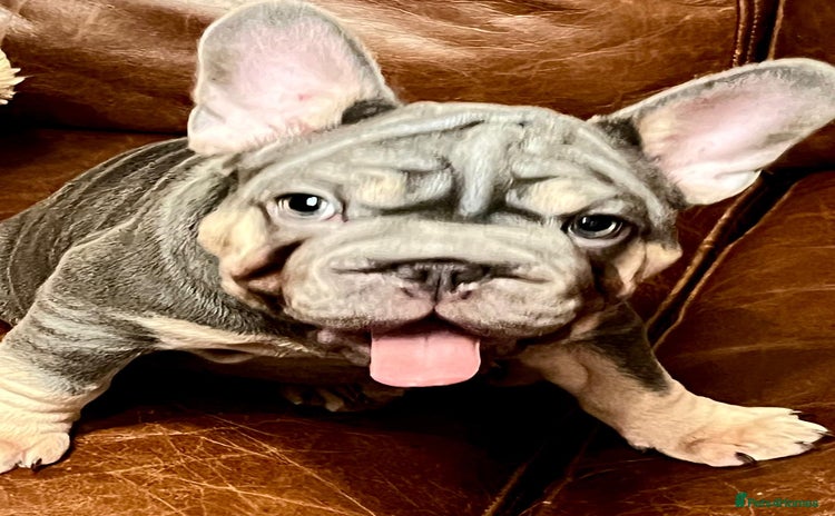 French Bulldog dogs - Advert 1