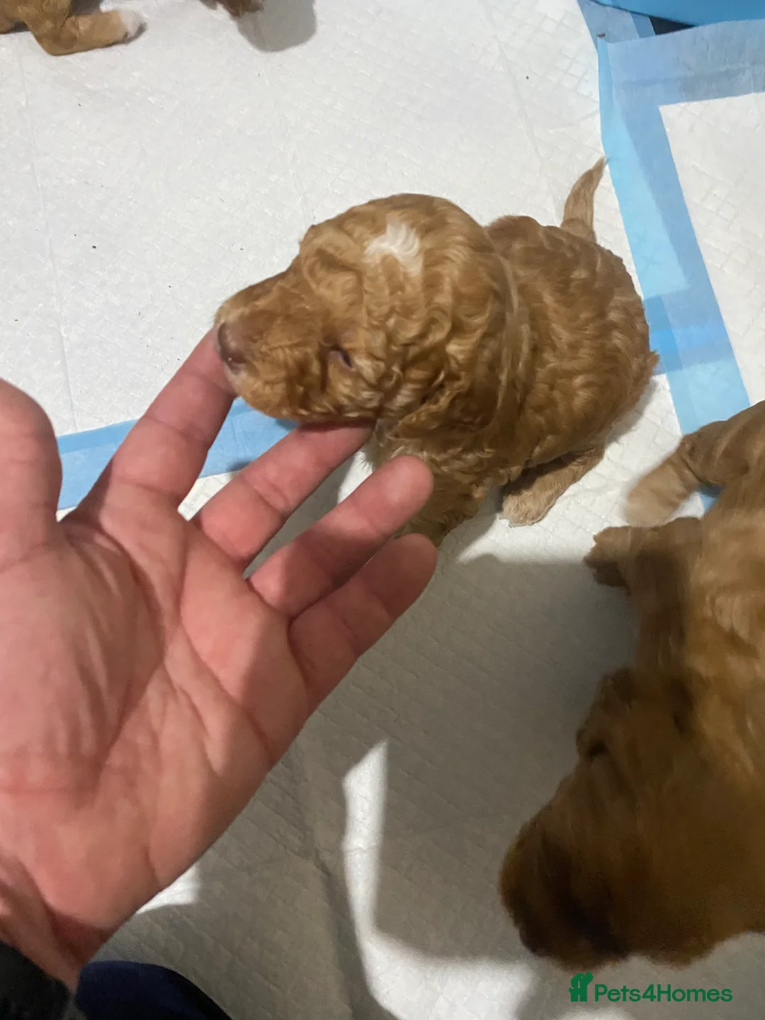 Cockapoo dogs for sale: 5 beautiful cockapoo puppies  - Advert 17