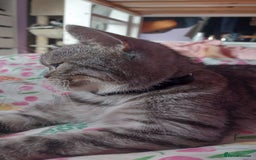 Scottish Fold cats for sale: Beautiful scottish straight girl - Image 2