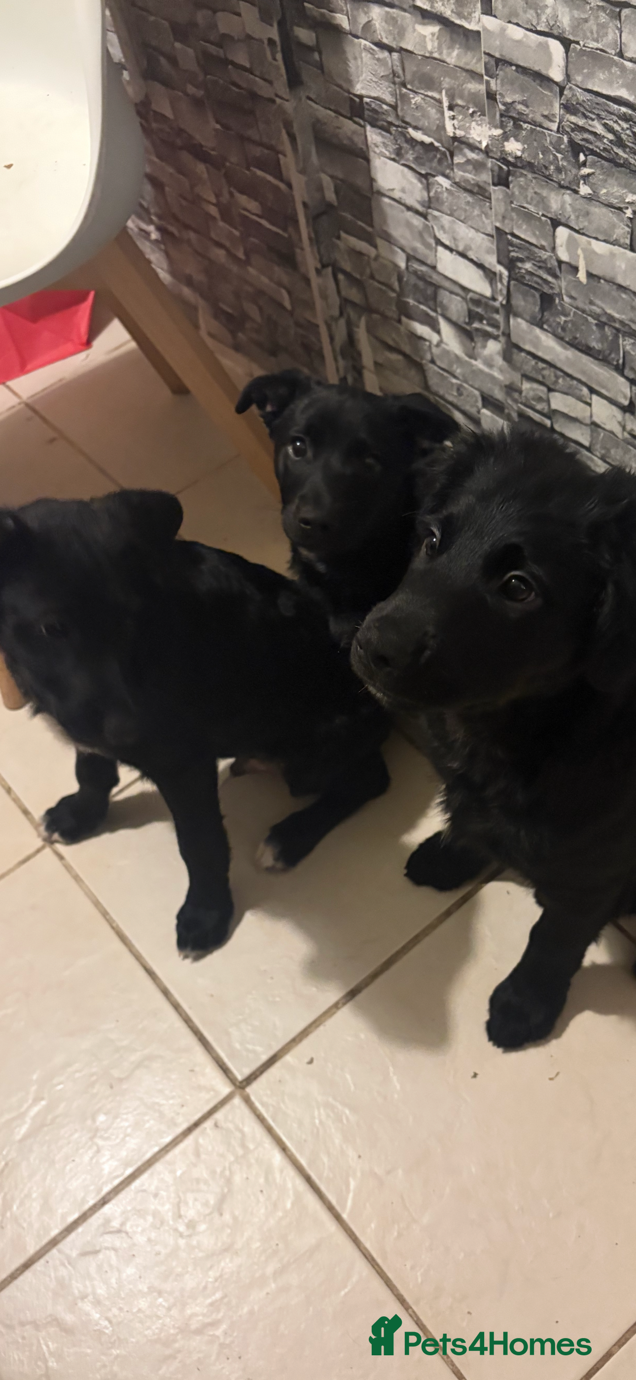 Goldador dogs Goldador puppies ready for rehome now!  - Advert 2