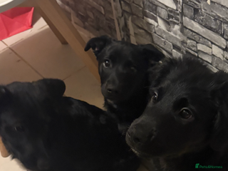 Goldador dogs Goldador puppies ready for rehome now! - Advert 1