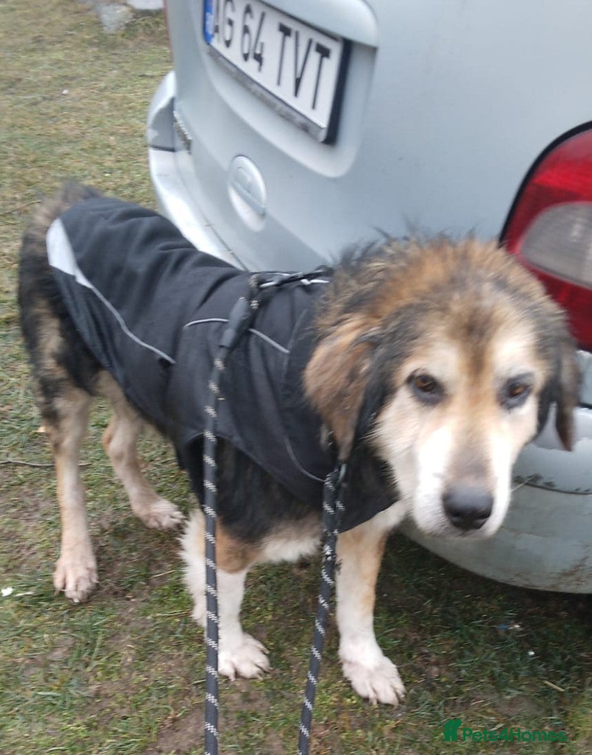 Mixed Breed dogs 🐾 ADAM – a Lovely boy for a Loving Home🐾 - Advert 7