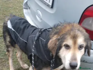 Mixed Breed dogs 🐾 ADAM – a Lovely boy for a Loving Home🐾 - Advert 7