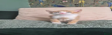 Mixed Breed Kitten 5