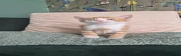 Mixed Breed cats for sale: 6 lovely kittens ready for forever homes  in Prescot - Advert 15