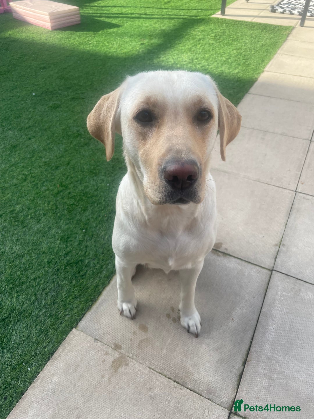 Goldador dogs for sale: Goldador Puppies  - Advert 4