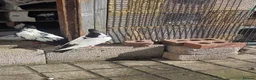 Mixed Breed birds for sale: Afghani pigeons  - Advert 5
