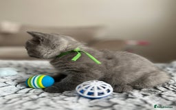 British Shorthair cats for sale: Beautiful British Shorthair Kittens - Image 10